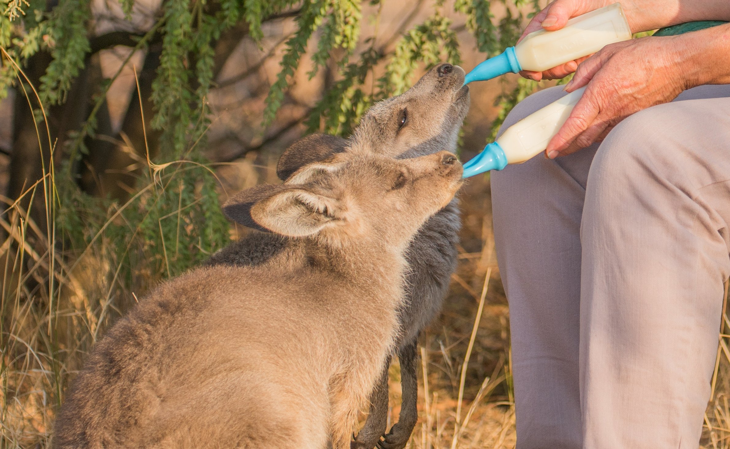 Eastern grey joeys in care being fed