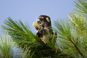 Let nature feed itself
