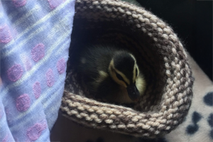 Making Nests for Wildlife in care