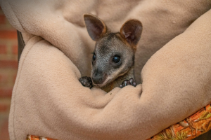Making pouches for orphaned joeys-2