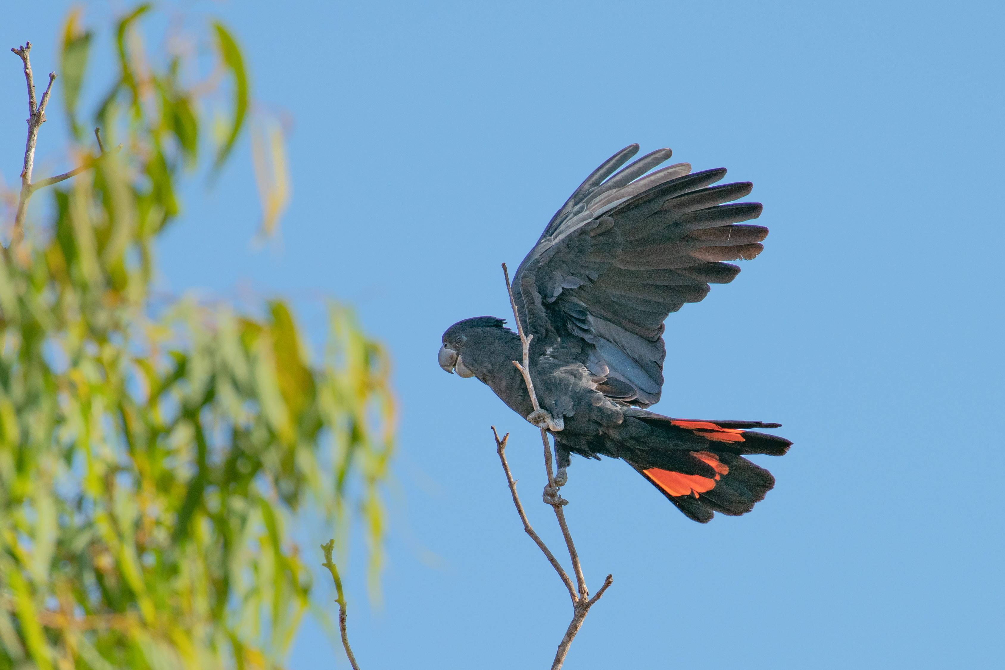 Red-Tailed Black-Cockatoo _DSC8724