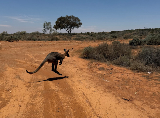 Released Wallaroo
