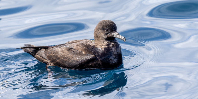 Short-tailed Shearwater