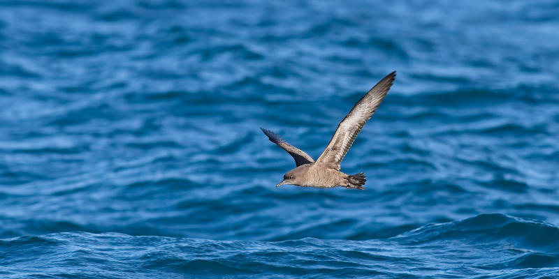 Sooty Shearwater (2)