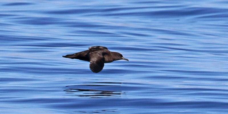 Sooty Shearwater flying over the ocean