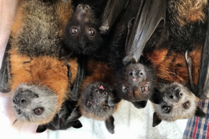 Flying foxes bats hanging upside down