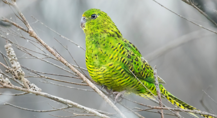 WIRES R101 webpage green bird