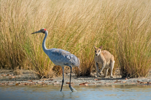 Wetlands and Biodiversity