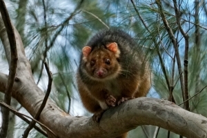 Wildlife Recovery Grants Thumbnail