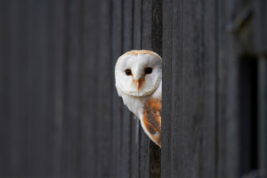 Wildlife friendly fencing