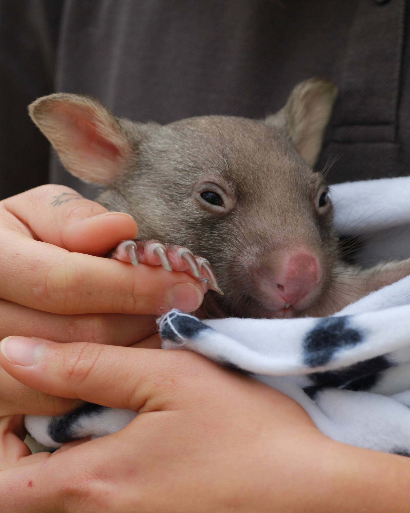 Wombat Course