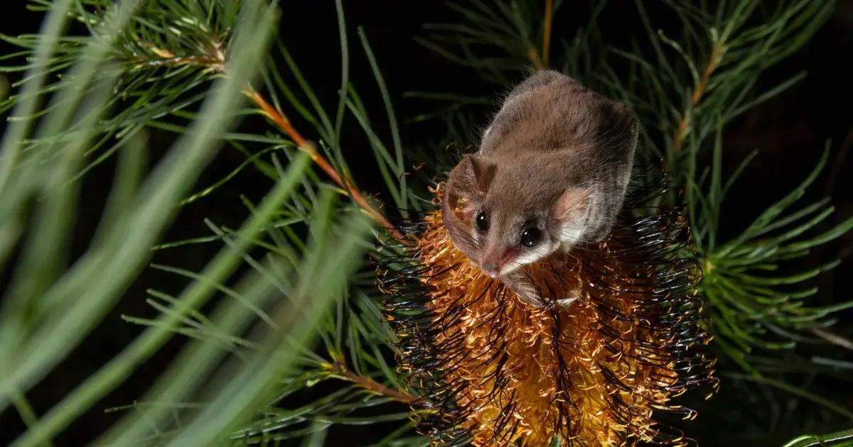 Feathertail Gliders