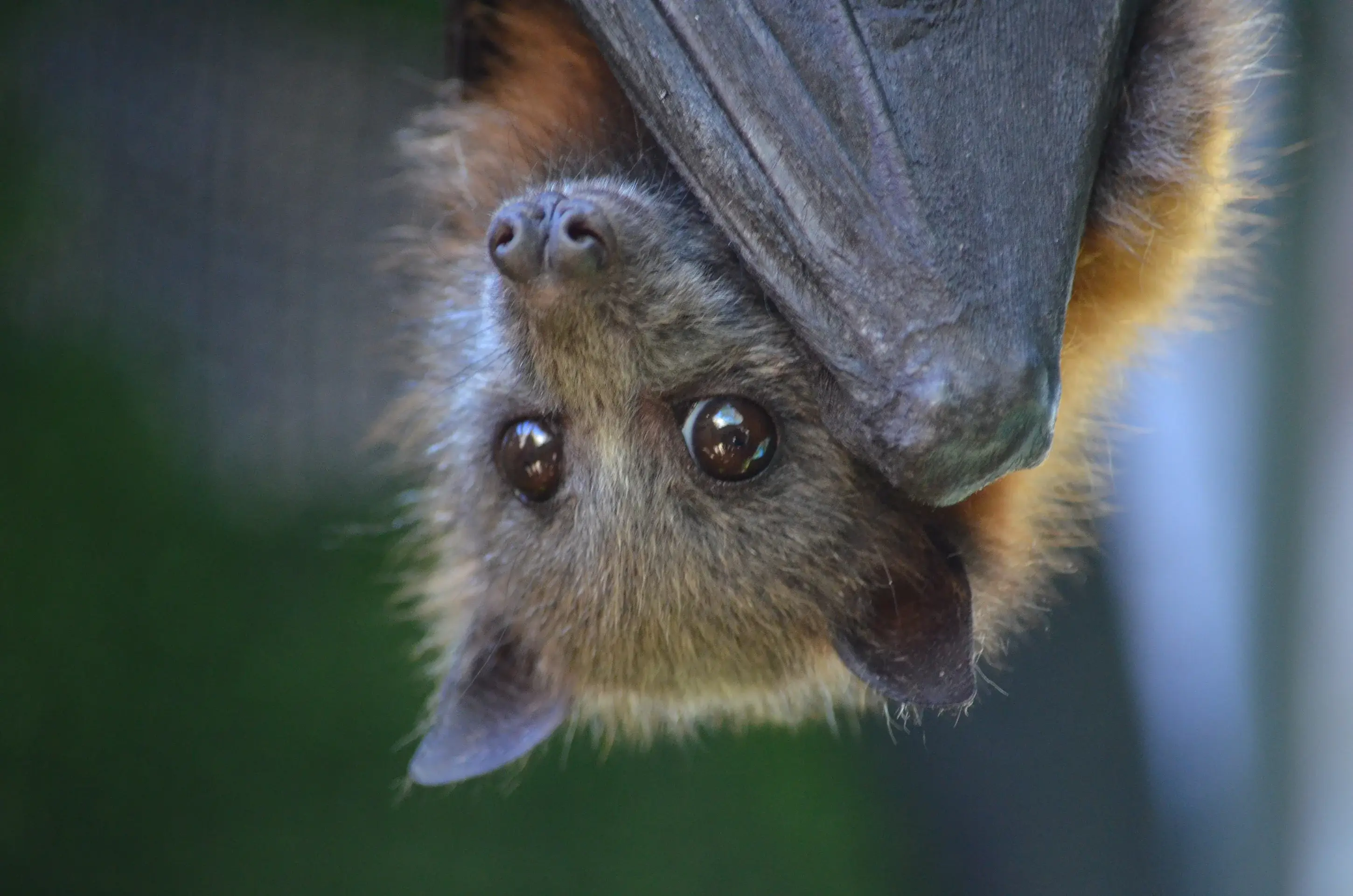 Flying-foxes