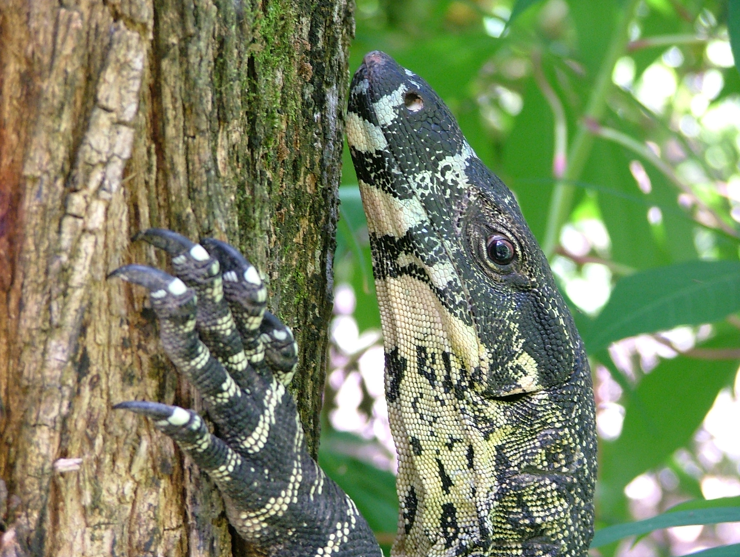 goanna2_alicia_carter