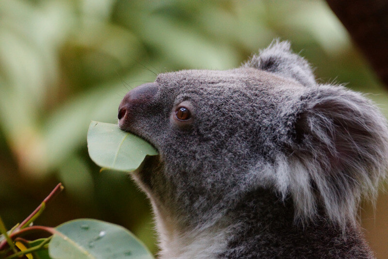 koala eating gum leaf