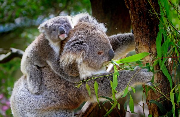 koala with joey