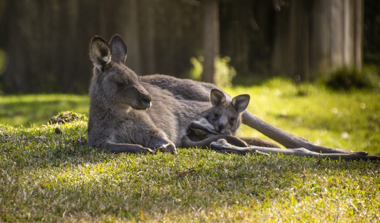mother and joey kangaroo Sharon Beder