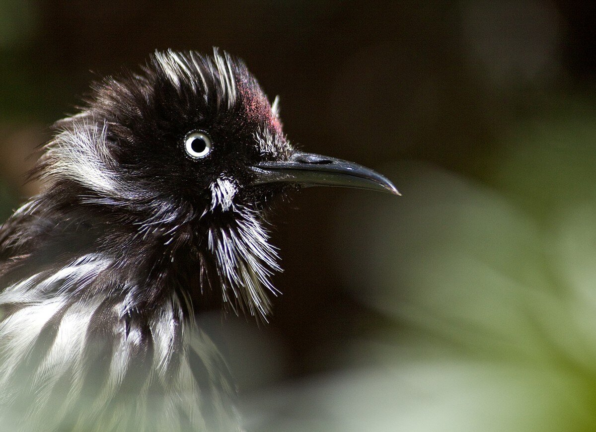new_holland_honeyeater_bird_western_australia_wildlife_australian_outdoor_honeyeater_feather-1192592