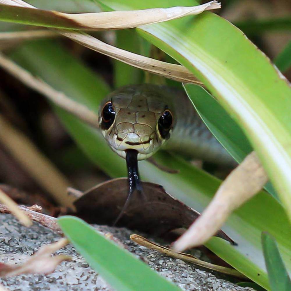 shanna-bignell-yellow-faced-whip-snake1692165742467-1692165743495