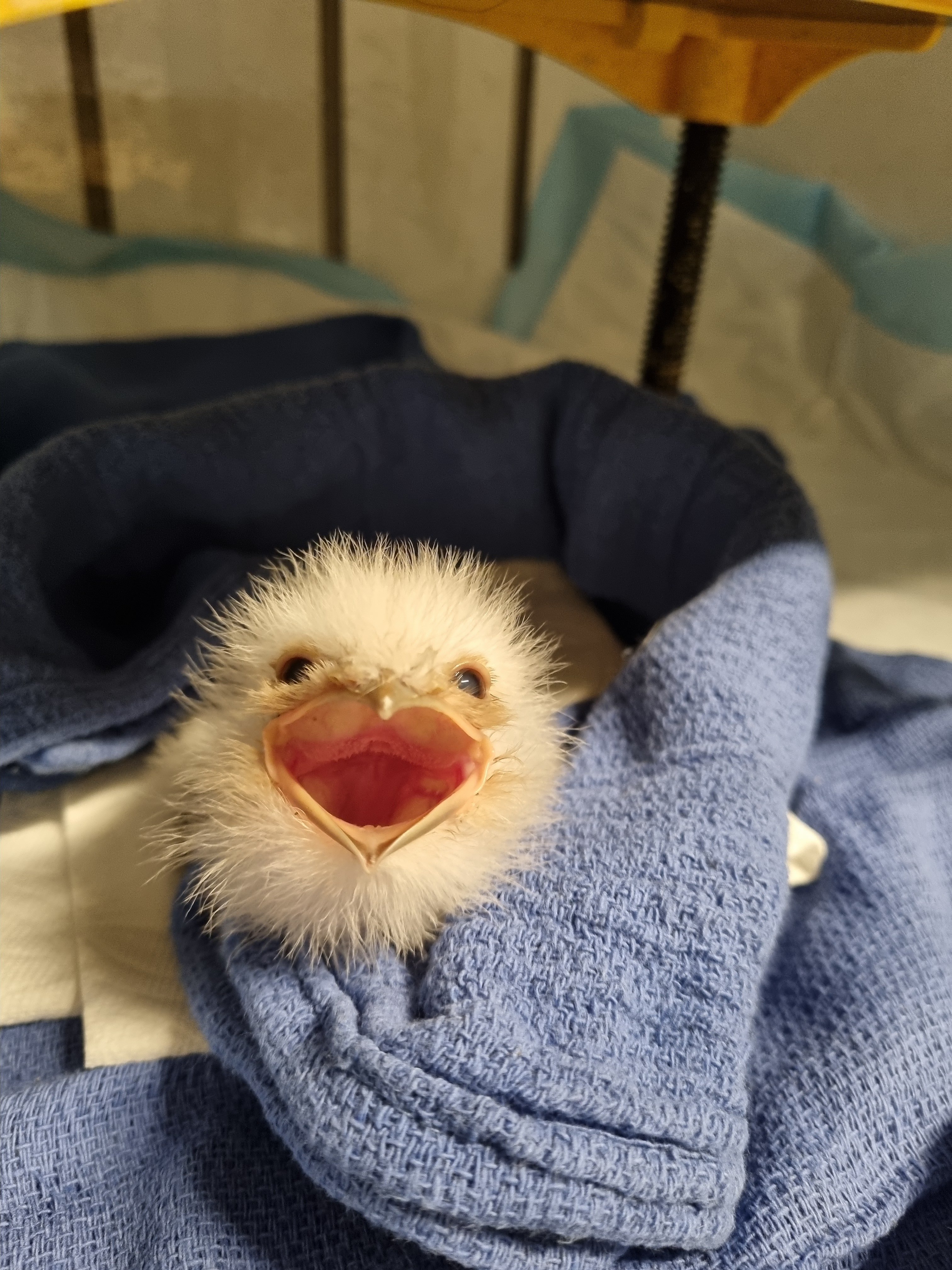 Baby Tawny Frogmouth (1)
