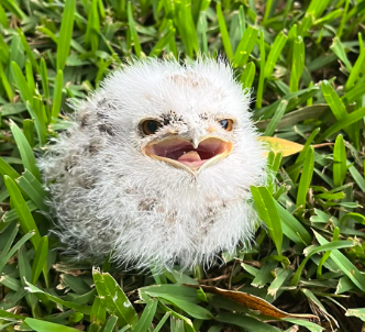 Tawny Frogmouth Chick