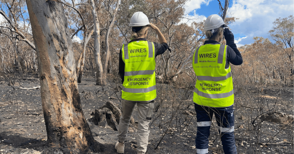 search volunteers