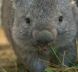 Wombats